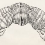 Photo Bygglov uterum